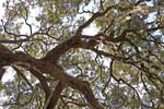 _MG_2572c3