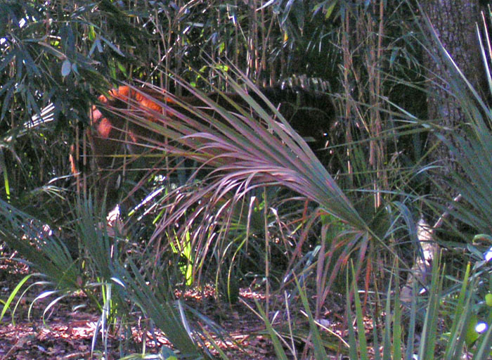 P2170169c